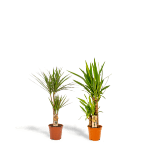 Dracaena ?70cm en pot Ø17cm. Plante verte type Dracaena ?70cm, livrée en pot, idéale pour intérieur lumineux.