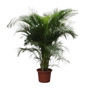 Dypsis Lutescens (Areca Palm) en pot Ø40cm. Plante verte type Dypsis Lutescens (Areca Palm), livrée en pot, idéale pour intérieur lumineux.