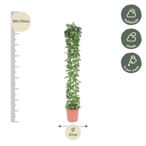 Cissus rotundifolia gaasrek en pot Ø27cm. Plante verte type Cissus rotundifolia gaasrek, livrée en pot, idéale pour intérieur lumineux. – Image 2