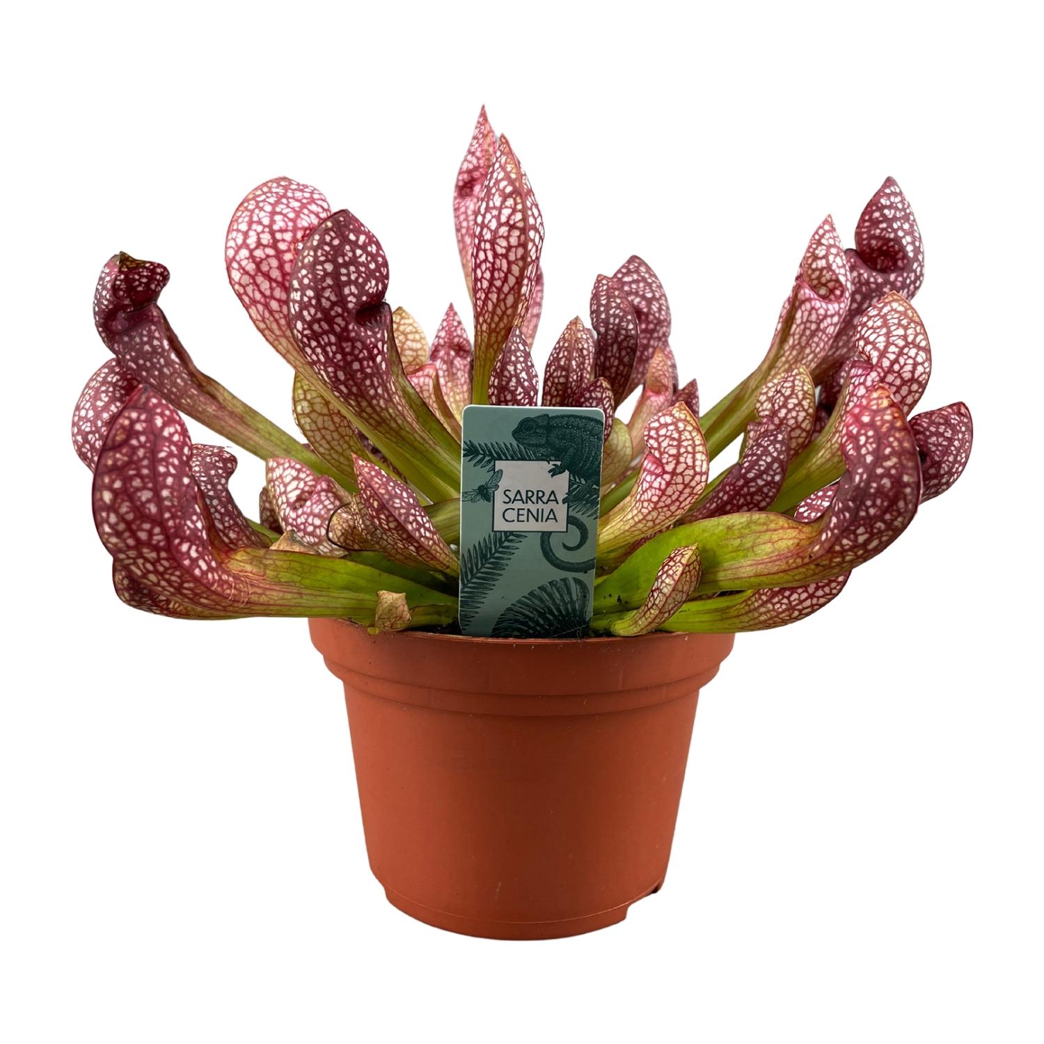 Sarracenia Scarlet Belle en pot Ø12cm  Hauteur 40cm. Plante verte type Sarracenia Scarlet Belle, livrée en pot, idéale pour intérieur lumineux.