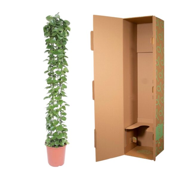 Cissus rotundifolia gaasrek en pot Ø27cm. Plante verte type Cissus rotundifolia gaasrek, livrée en pot, idéale pour intérieur lumineux. – Image 3