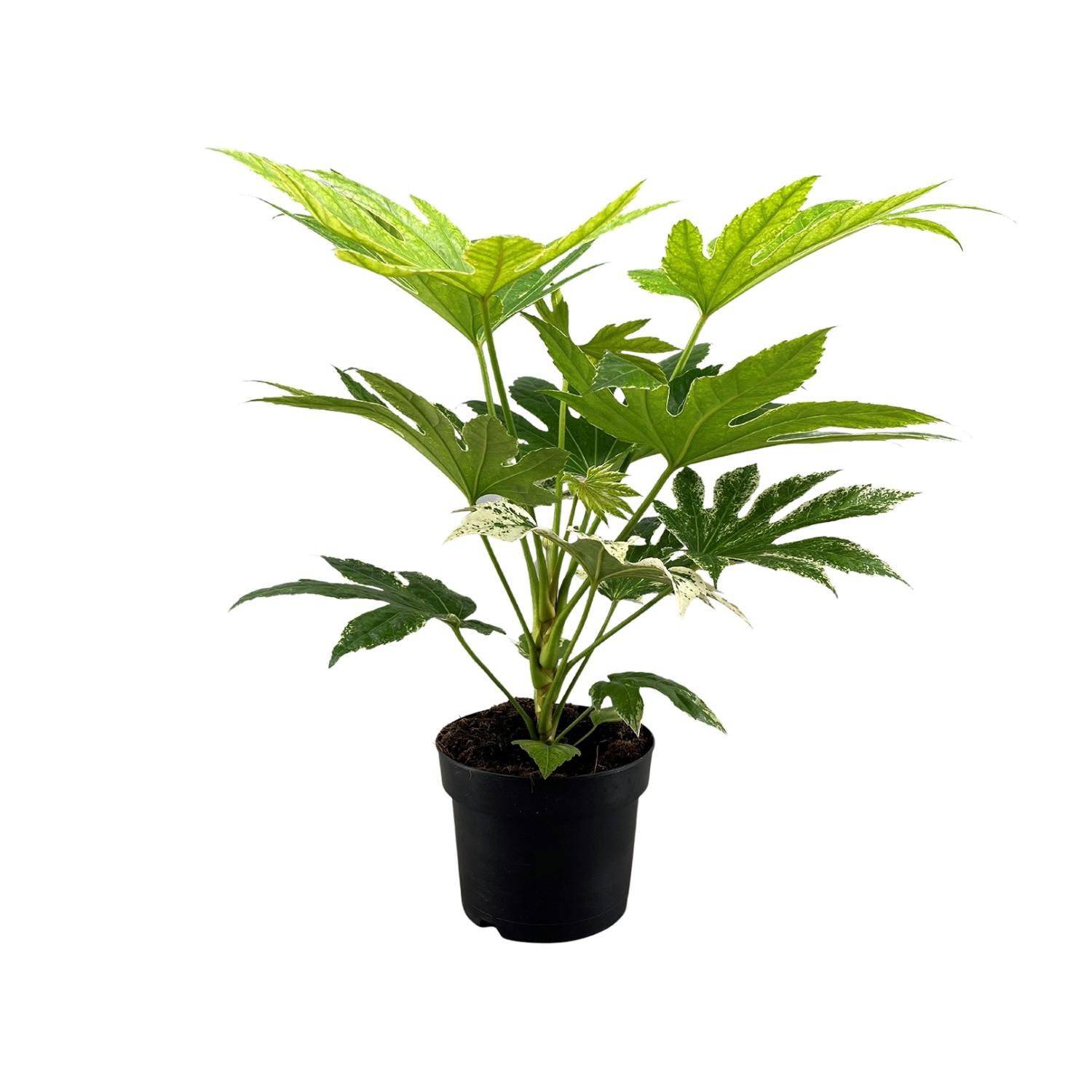 Fatsia Japonica Spider Web en pot Ø17cm  Hauteur 50cm. Plante verte type Fatsia Japonica Spider Web, livrée en pot, idéale pour intérieur lumineux.