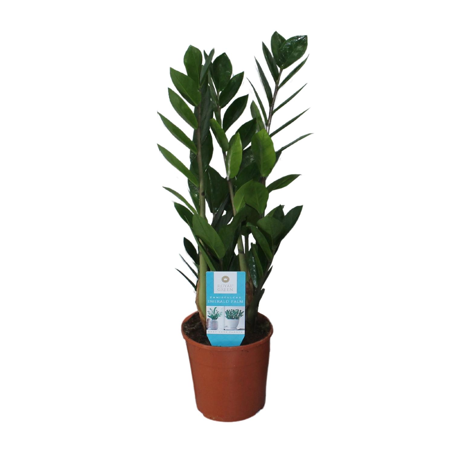 Zamioculcas Zamiifolia en pot Ø14cm  Hauteur 55cm. Plante verte type Zamioculcas Zamiifolia, livrée en pot, idéale pour intérieur lumineux.