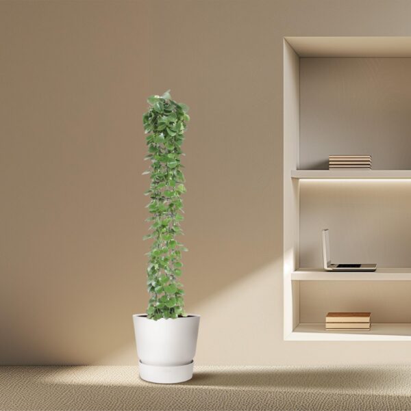 Cissus rotundifolia gaasrek en pot Ø27cm. Plante verte type Cissus rotundifolia gaasrek, livrée en pot, idéale pour intérieur lumineux. – Image 4