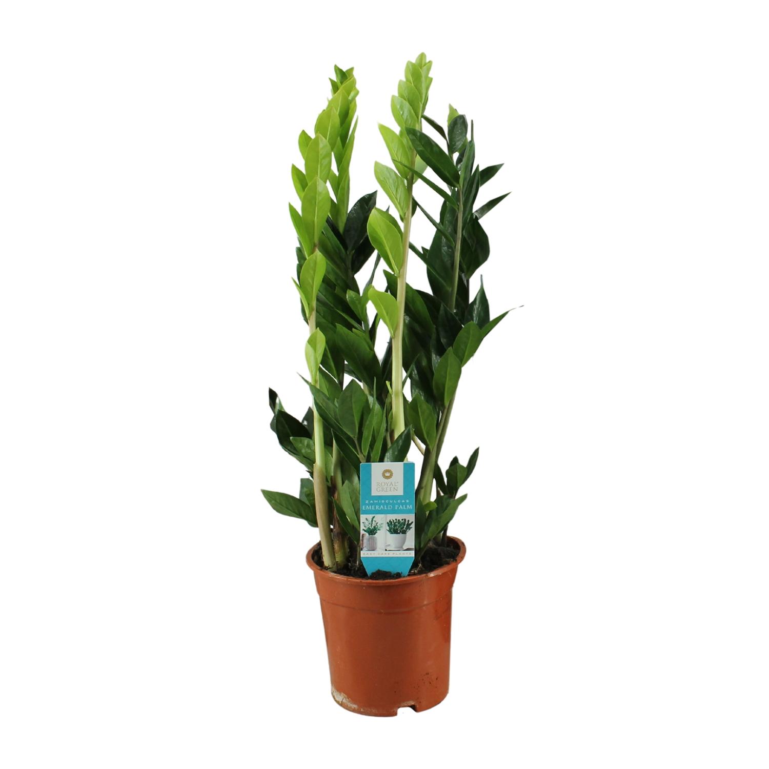 Zamioculcas Zamiifolia en pot Ø17cm  Hauteur 65cm. Plante verte type Zamioculcas Zamiifolia, livrée en pot, idéale pour intérieur lumineux.