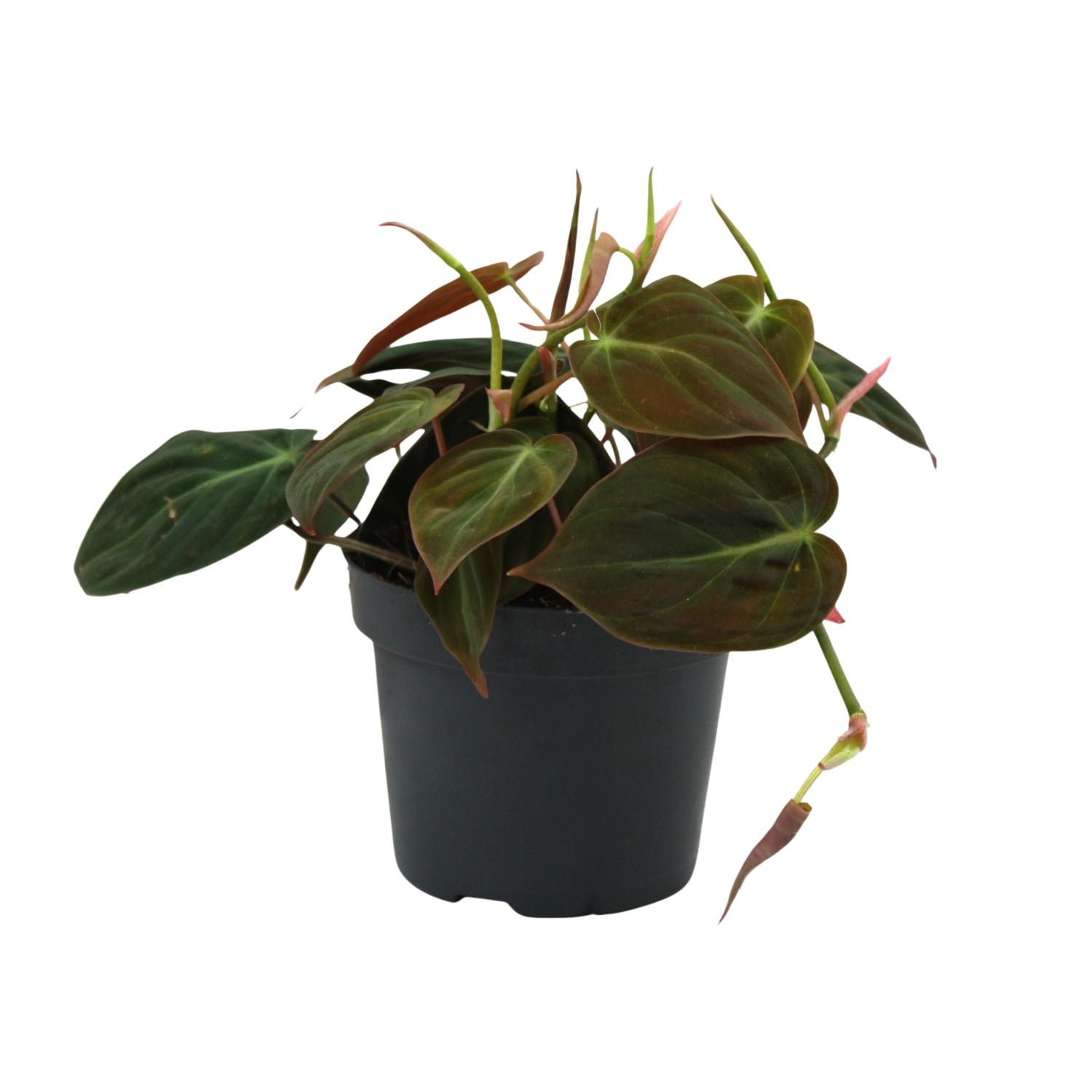 Philodendron Micans en pot Ø12cm  Hauteur 15cm. Plante verte type Philodendron Micans, livrée en pot, idéale pour intérieur lumineux.