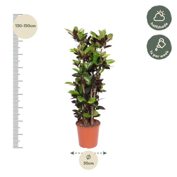 Codiaeum Iceton (Croton Iceton) en pot Ø27cm. Plante verte type Codiaeum Iceton (Croton Iceton), livrée en pot, idéale pour intérieur lumineux. – Image 2