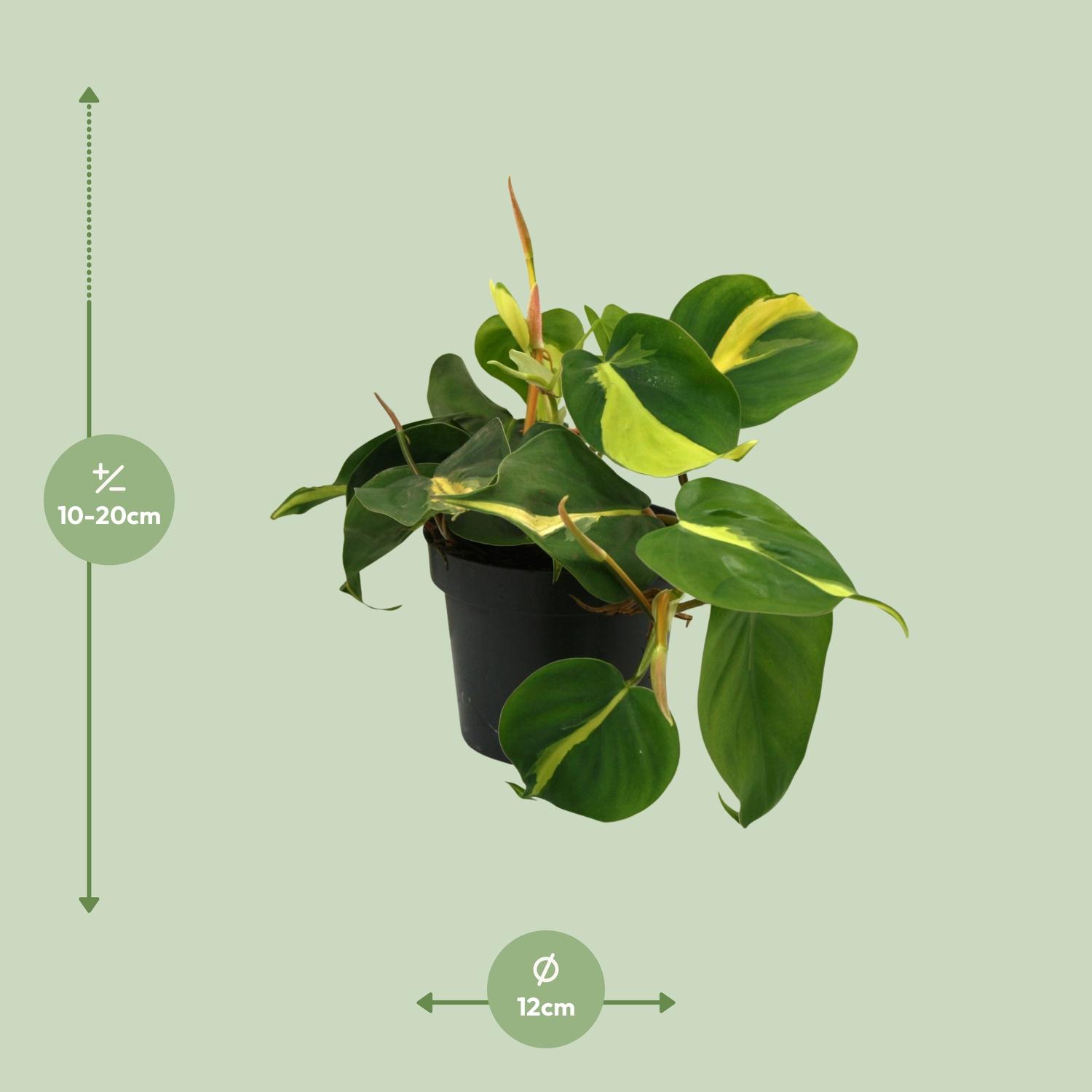 Lophospermum Brasil Scandens en pot Ø12cm  Hauteur 20cm. Plante verte type Lophospermum Brasil Scandens, livrée en pot, idéale pour intérieur lumineux.