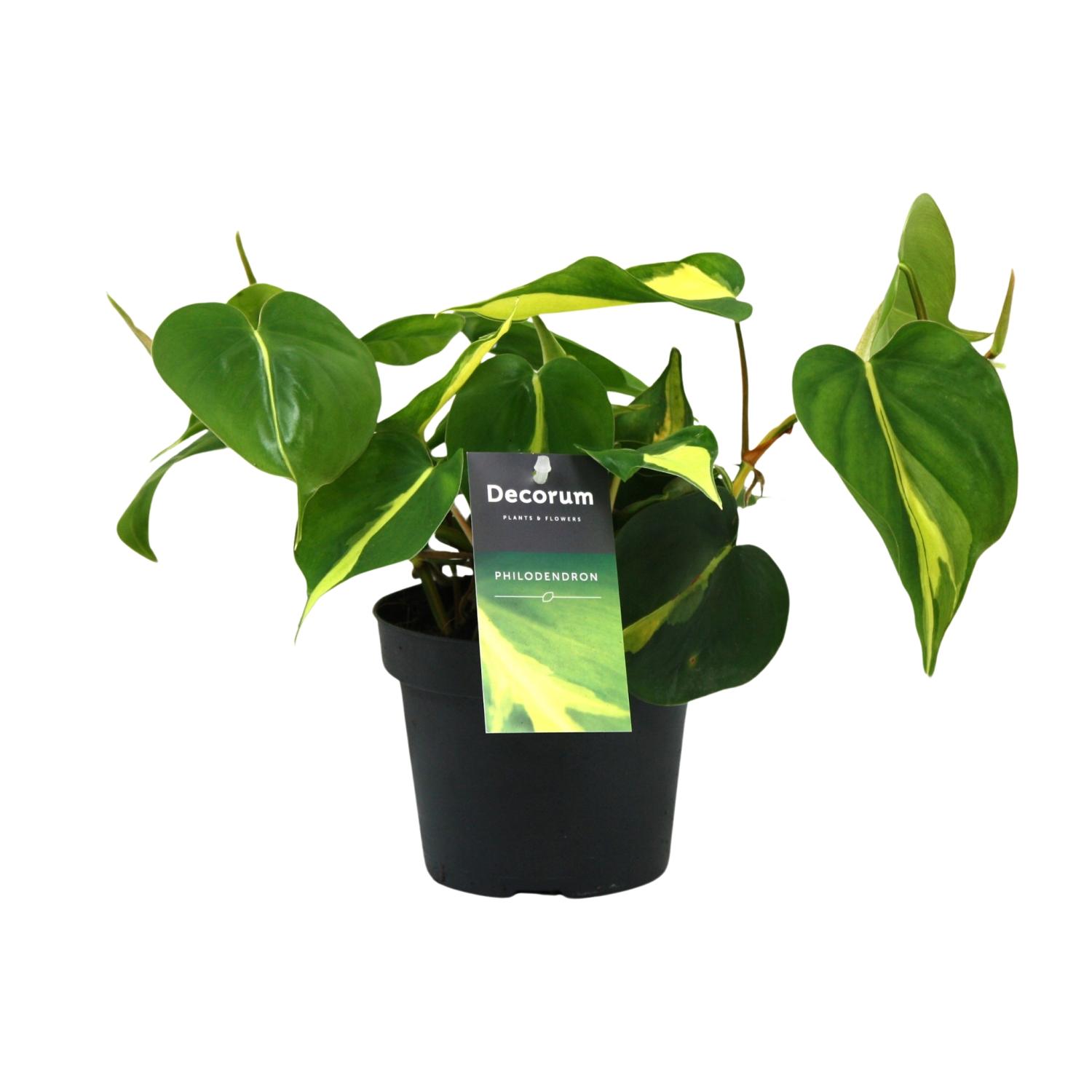 Philondendron Brasil Scandens en pot Ø12cm  Hauteur 20cm. Plante verte type Philondendron Brasil Scandens, livrée en pot, idéale pour intérieur lumineux.