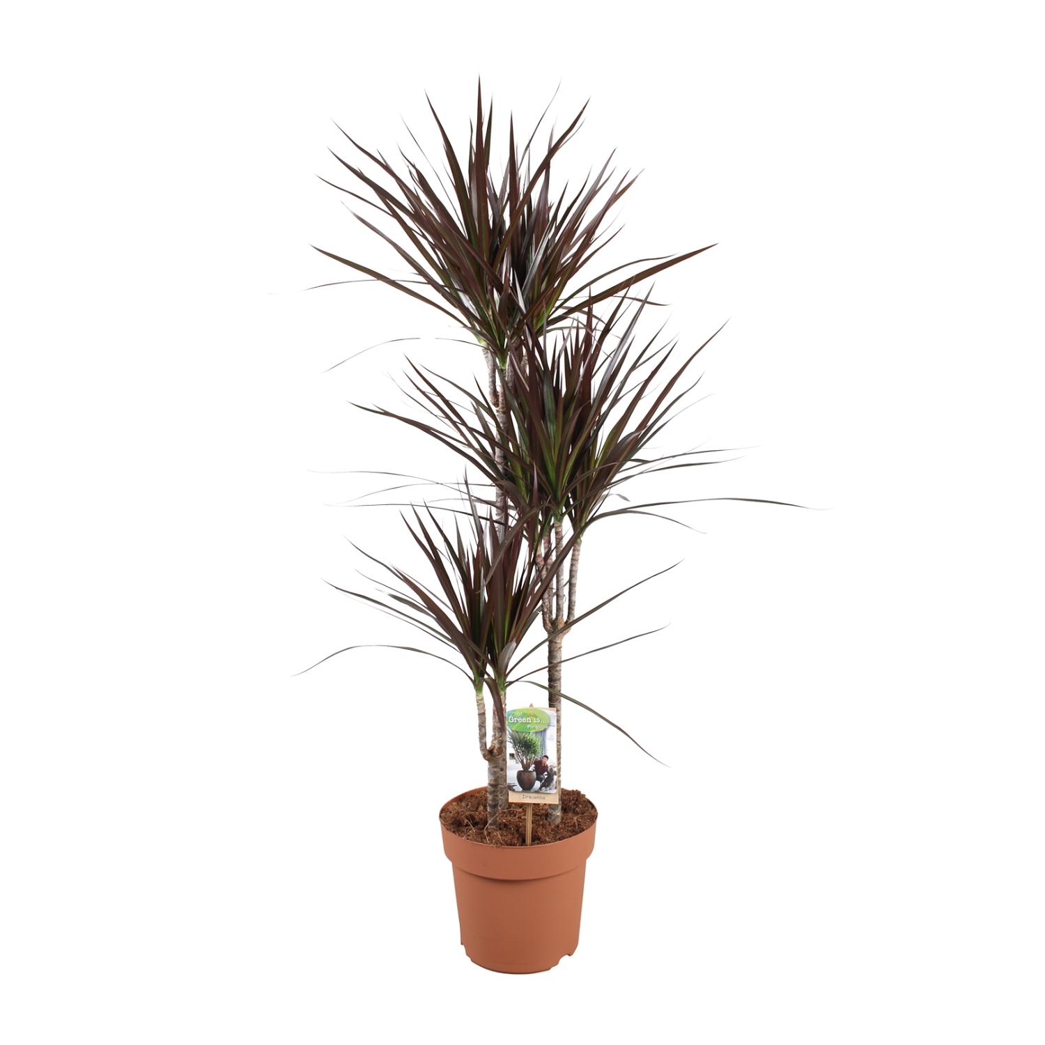 Dracaena Magenta en pot Ø21cm  Hauteur 120cm. Plante verte type Dracaena Magenta, livrée en pot, idéale pour intérieur lumineux.