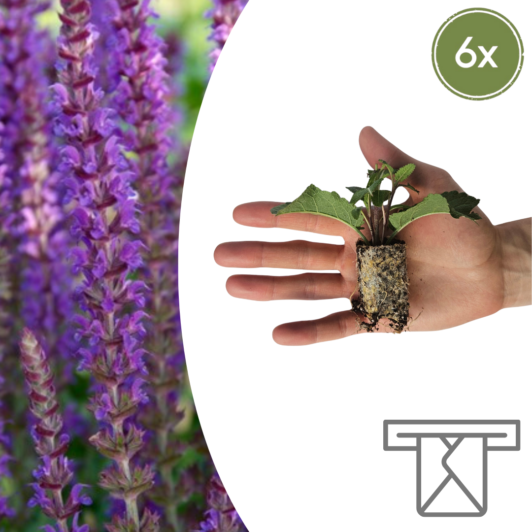 Salvia  6 Pluggen | Kweek & Geniet van Prachtige Salvia en pot. Plante verte type Salvia  6 Pluggen | Kweek & Geniet van Prachtige Salvia, livrée en pot, idéale pour intérieur lumineux.