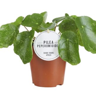 Pilea Sugar en pot Ø13cm  Hauteur 20cm. Plante verte type Pilea Sugar, livrée en pot, idéale pour intérieur lumineux.