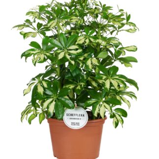 Schefflera Gerda en pot Ø21cm  Hauteur 55cm. Plante verte type Schefflera Gerda, livrée en pot, idéale pour intérieur lumineux.