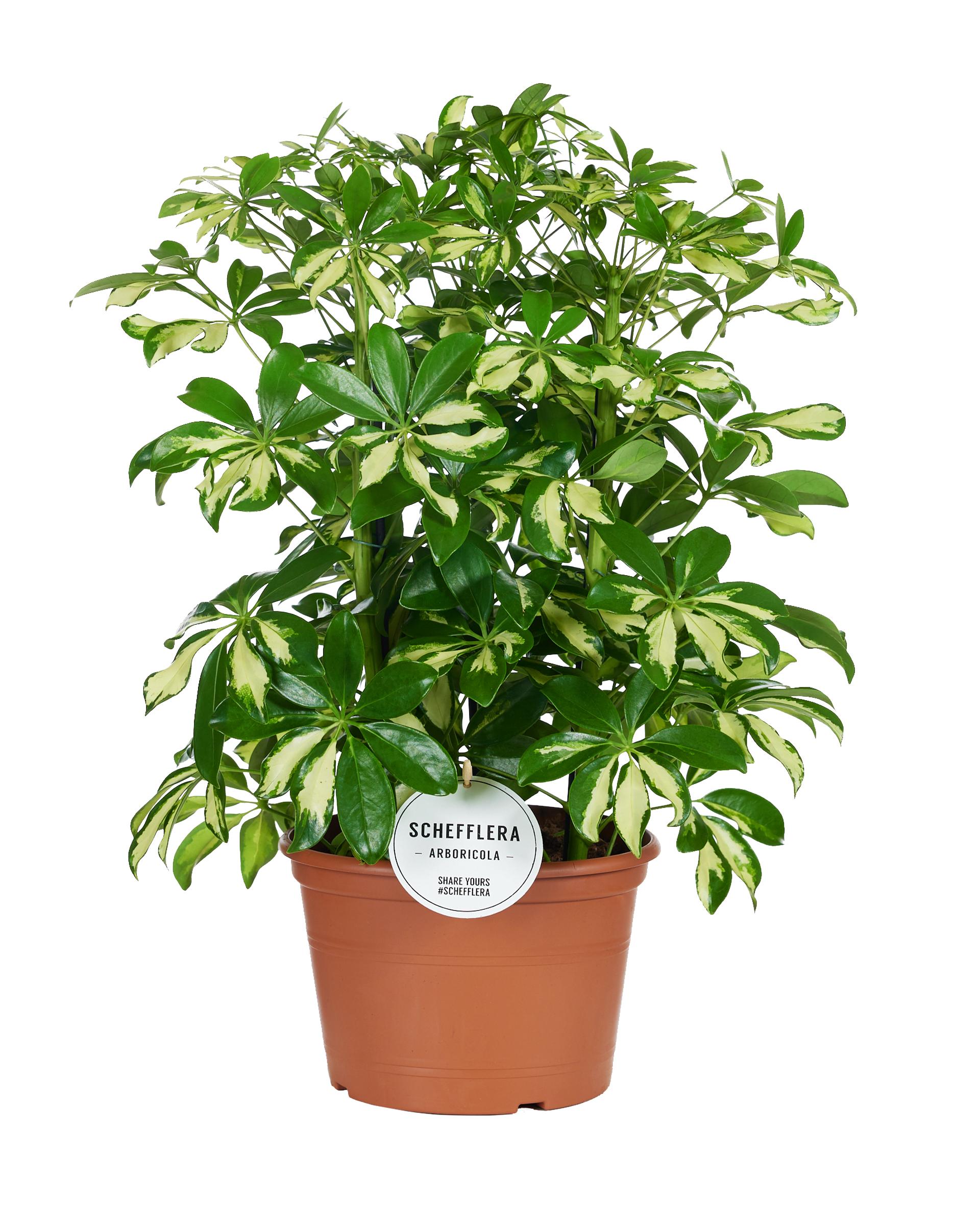 Schefflera Gerda en pot Ø21cm  Hauteur 55cm. Plante verte type Schefflera Gerda, livrée en pot, idéale pour intérieur lumineux.