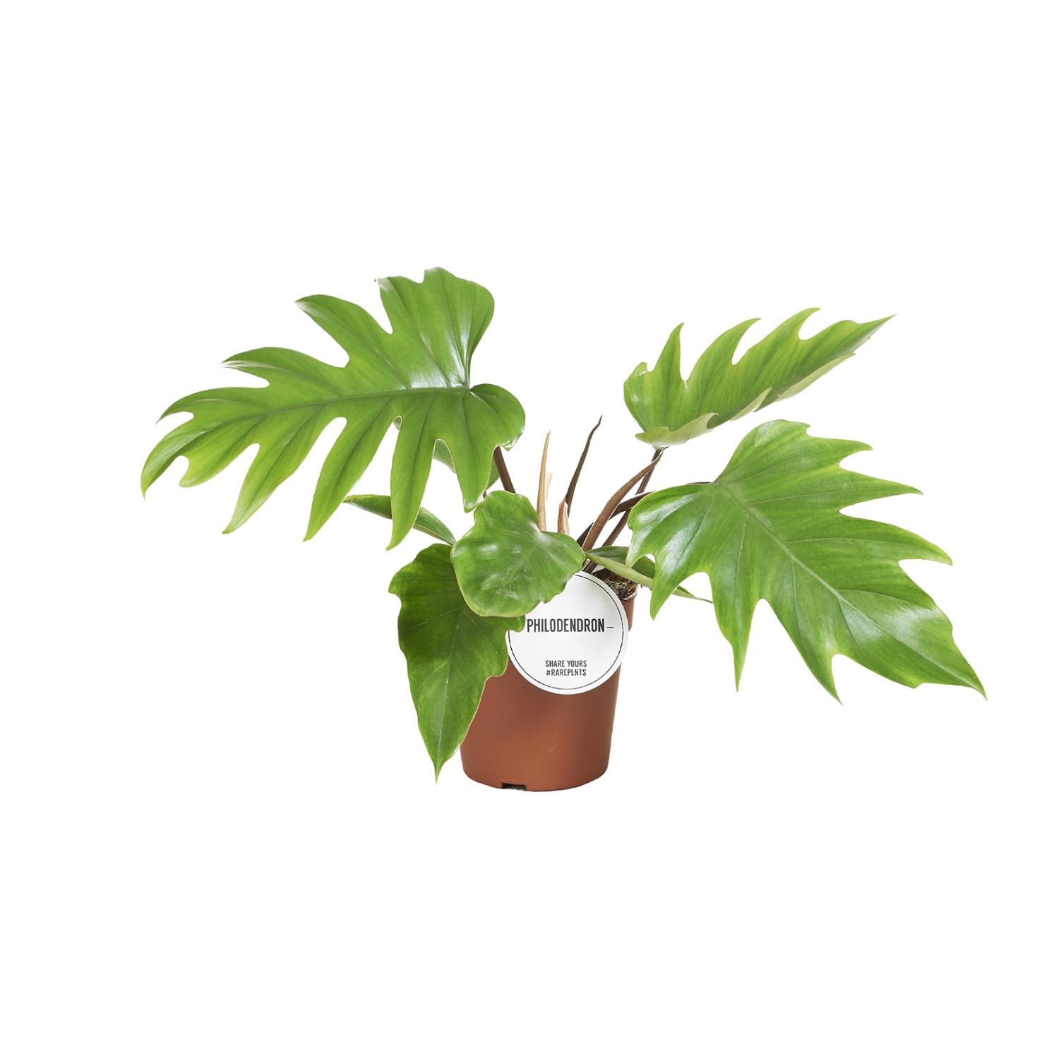Philodendron Mayoi en pot Ø15cm  Hauteur 35cm. Plante verte type Philodendron Mayoi, livrée en pot, idéale pour intérieur lumineux.