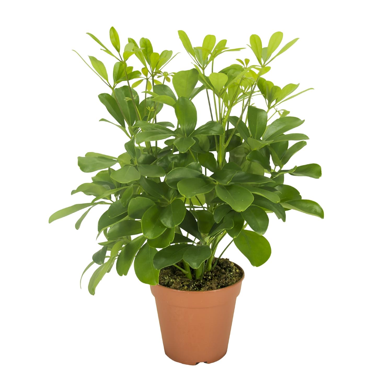 Schefflera Nora en pot Ø13cm  Hauteur 35cm. Plante verte type Schefflera Nora, livrée en pot, idéale pour intérieur lumineux.