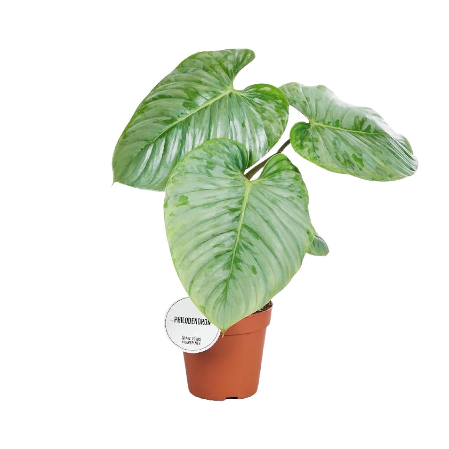 Philodendron Sodiroi en pot Ø15cm  Hauteur 45cm. Plante verte type Philodendron Sodiroi, livrée en pot, idéale pour intérieur lumineux.