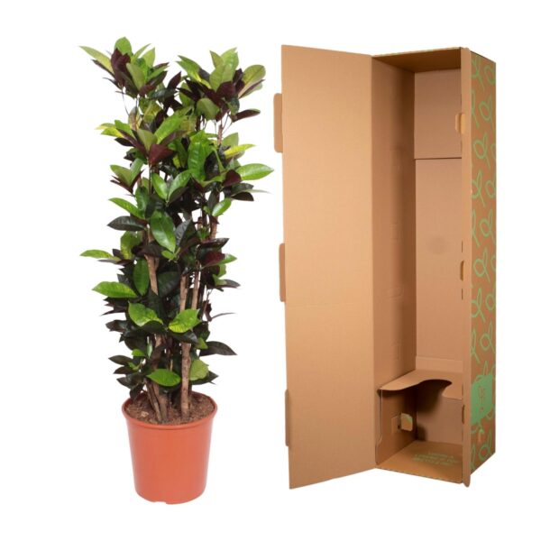 Codiaeum Iceton (Croton Iceton) en pot Ø27cm. Plante verte type Codiaeum Iceton (Croton Iceton), livrée en pot, idéale pour intérieur lumineux. – Image 3