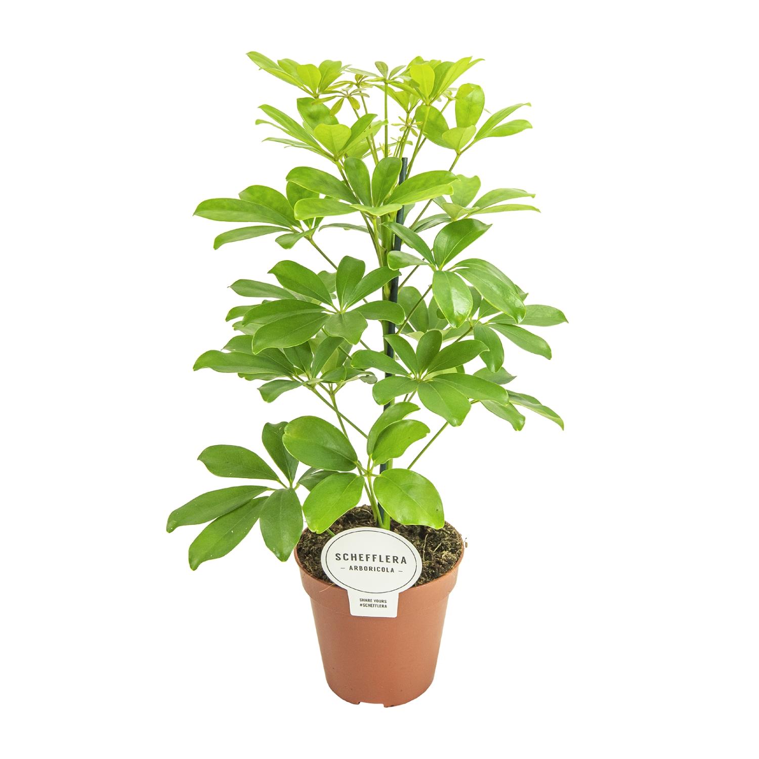 Schefflera Nora en pot Ø13cm  Hauteur 45cm. Plante verte type Schefflera Nora, livrée en pot, idéale pour intérieur lumineux.