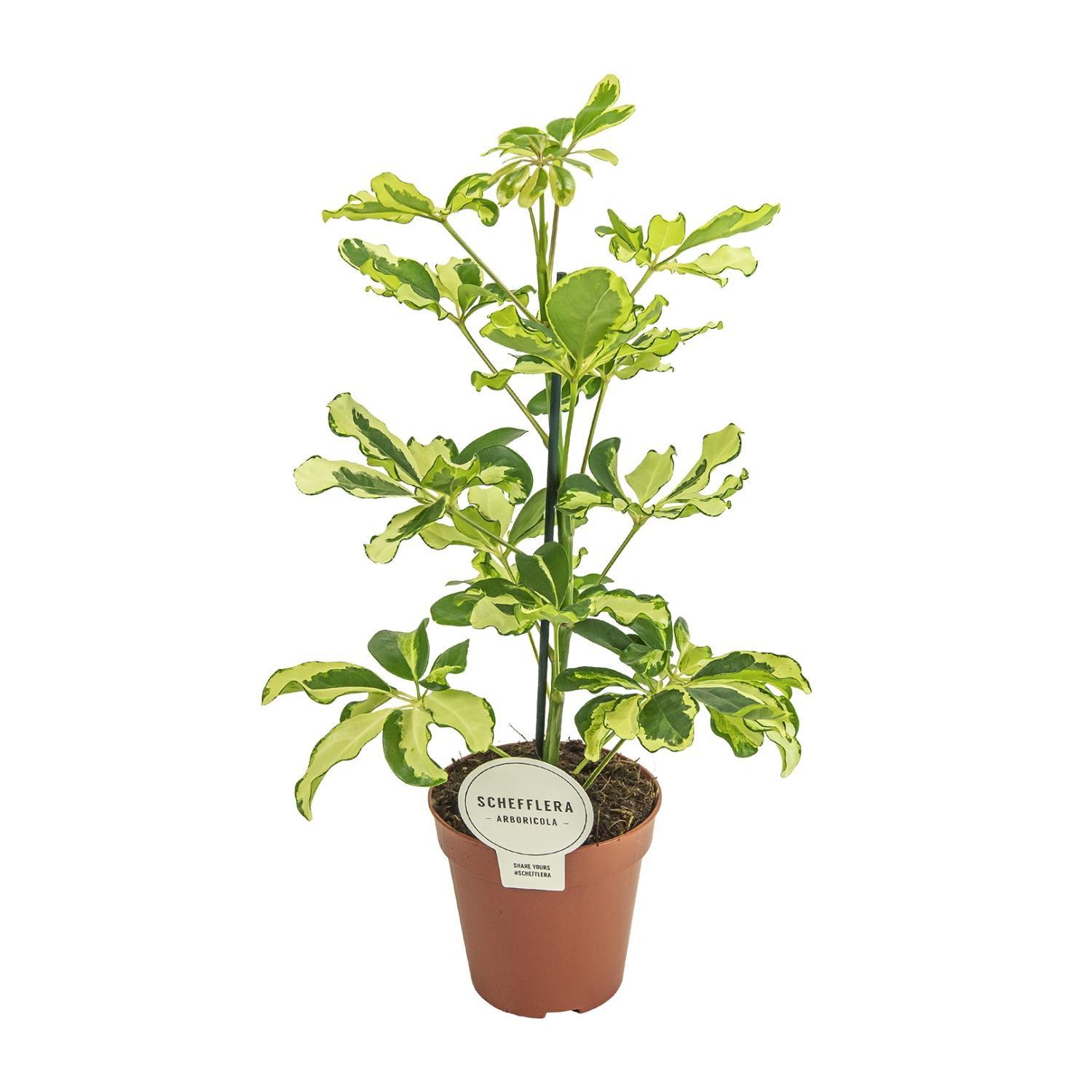 Schefflera Charlotte en pot Ø13cm  Hauteur 45cm. Plante verte type Schefflera Charlotte, livrée en pot, idéale pour intérieur lumineux.