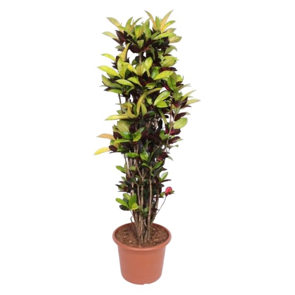 Codiaeum Iceton (Croton Iceton) en pot Ø45cm. Plante verte type Codiaeum Iceton (Croton Iceton), livrée en pot, idéale pour intérieur lumineux.