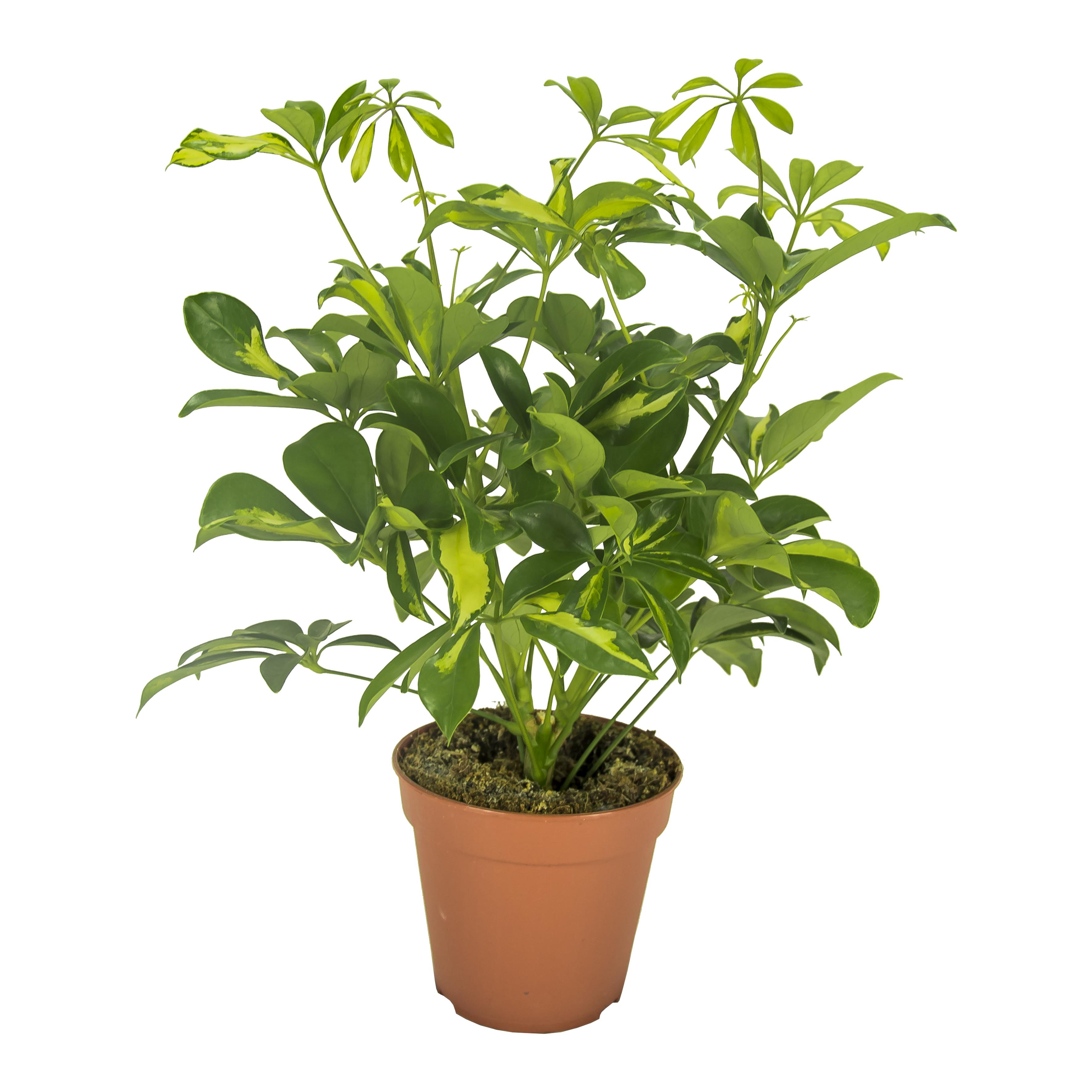 Schefflera Gerda en pot Ø13cm  Hauteur 35cm. Plante verte type Schefflera Gerda, livrée en pot, idéale pour intérieur lumineux.