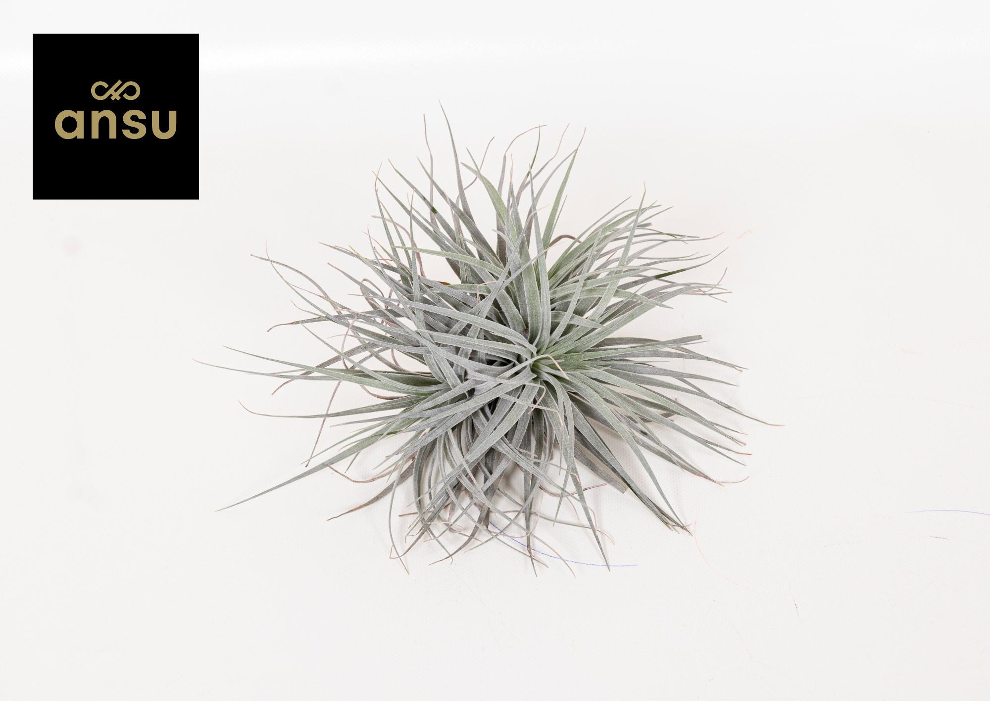 Tillandsia Super Silver XL en pot Ø20cm  Hauteur 15cm. Plante verte type Tillandsia Super Silver XL, livrée en pot, idéale pour intérieur lumineux.