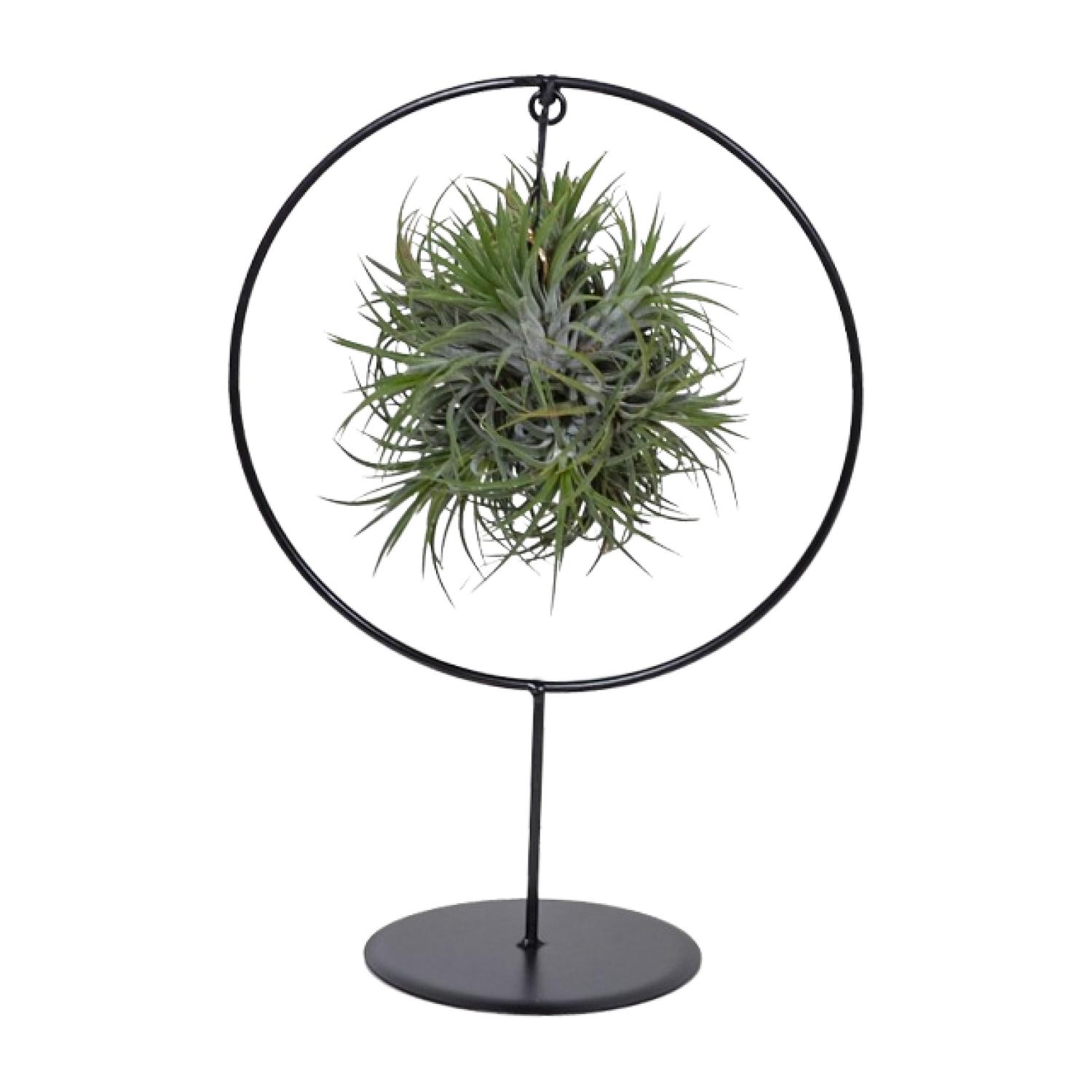 Tillandsia Ring Mix en pot Ø15cm  Hauteur 35cm. Plante verte type Tillandsia Ring Mix, livrée en pot, idéale pour intérieur lumineux.