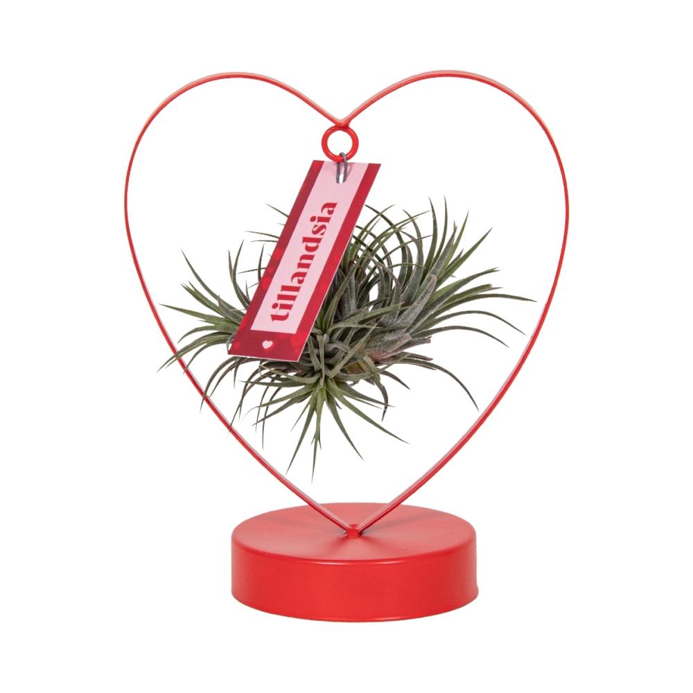 Tillandsia Ionantha Silver en pot Ø10cm  Hauteur 23cm. Plante verte type Tillandsia Ionantha Silver, livrée en pot, idéale pour intérieur lumineux.