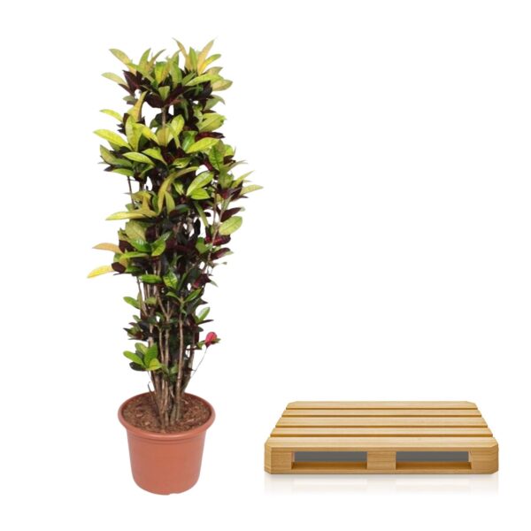 Codiaeum Iceton (Croton Iceton) en pot Ø45cm. Plante verte type Codiaeum Iceton (Croton Iceton), livrée en pot, idéale pour intérieur lumineux. – Image 3