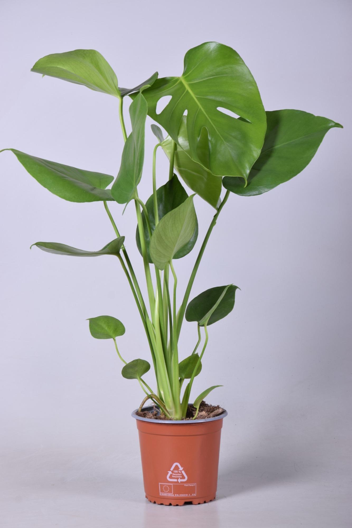 Monstera Deliciosa en pot Ø14cm  Hauteur 55cm. Plante verte type Monstera Deliciosa, livrée en pot, idéale pour intérieur lumineux.