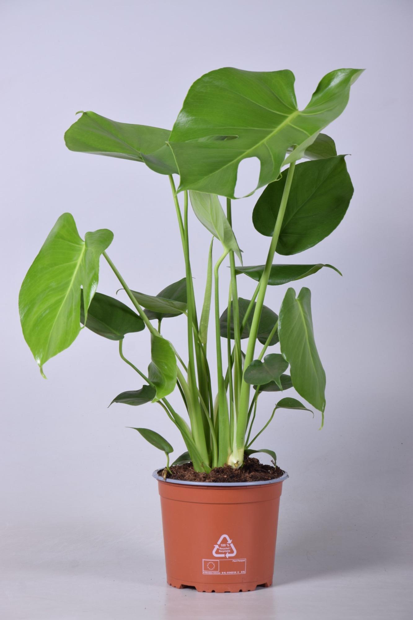 Monstera Deliciosa en pot Ø17cm  Hauteur 60cm. Plante verte type Monstera Deliciosa, livrée en pot, idéale pour intérieur lumineux.