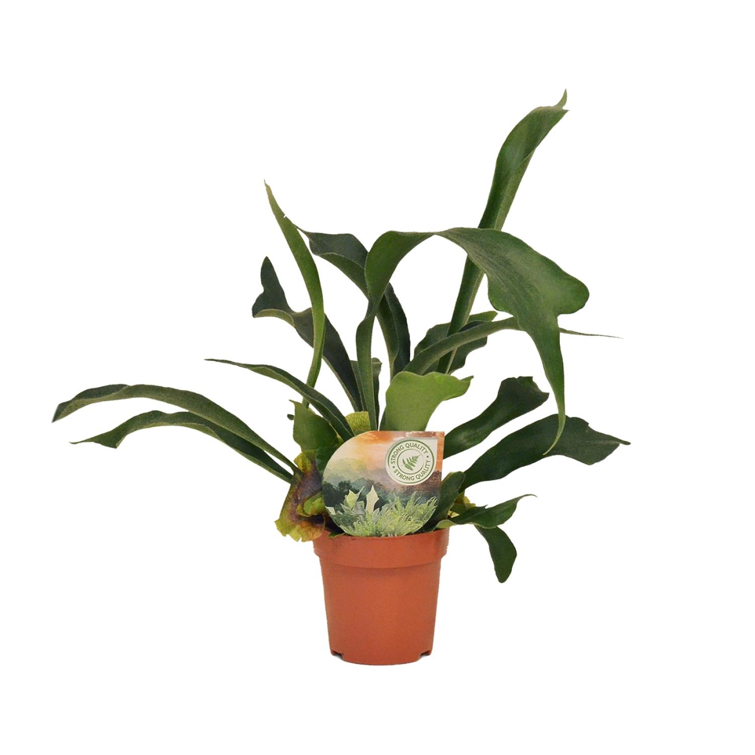 Platycerium Bifurcatum en pot Ø12cm  Hauteur 35cm. Plante verte type Platycerium Bifurcatum, livrée en pot, idéale pour intérieur lumineux.