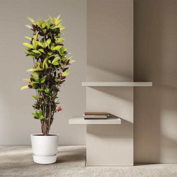 Codiaeum Iceton (Croton Iceton) en pot Ø45cm. Plante verte type Codiaeum Iceton (Croton Iceton), livrée en pot, idéale pour intérieur lumineux. – Image 4