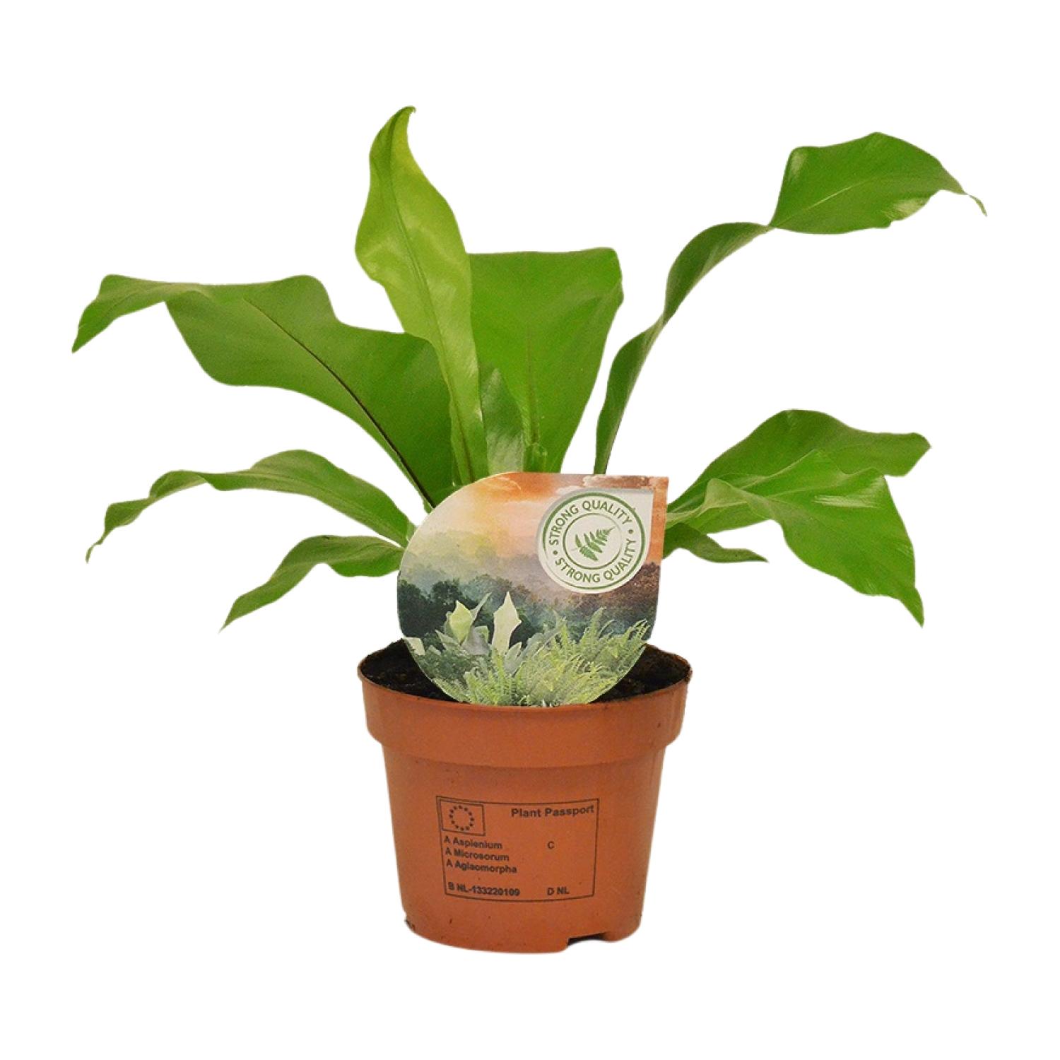 Asplenium Nidus en pot Ø12cm  Hauteur 35cm. Plante verte type Asplenium Nidus, livrée en pot, idéale pour intérieur lumineux.