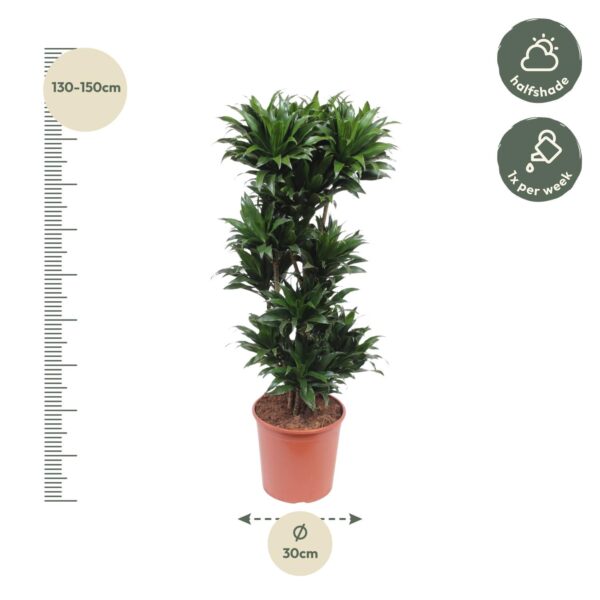 Dracaena Compacta en pot Ø30cm. Plante verte type Dracaena Compacta, livrée en pot, idéale pour intérieur lumineux. – Image 2