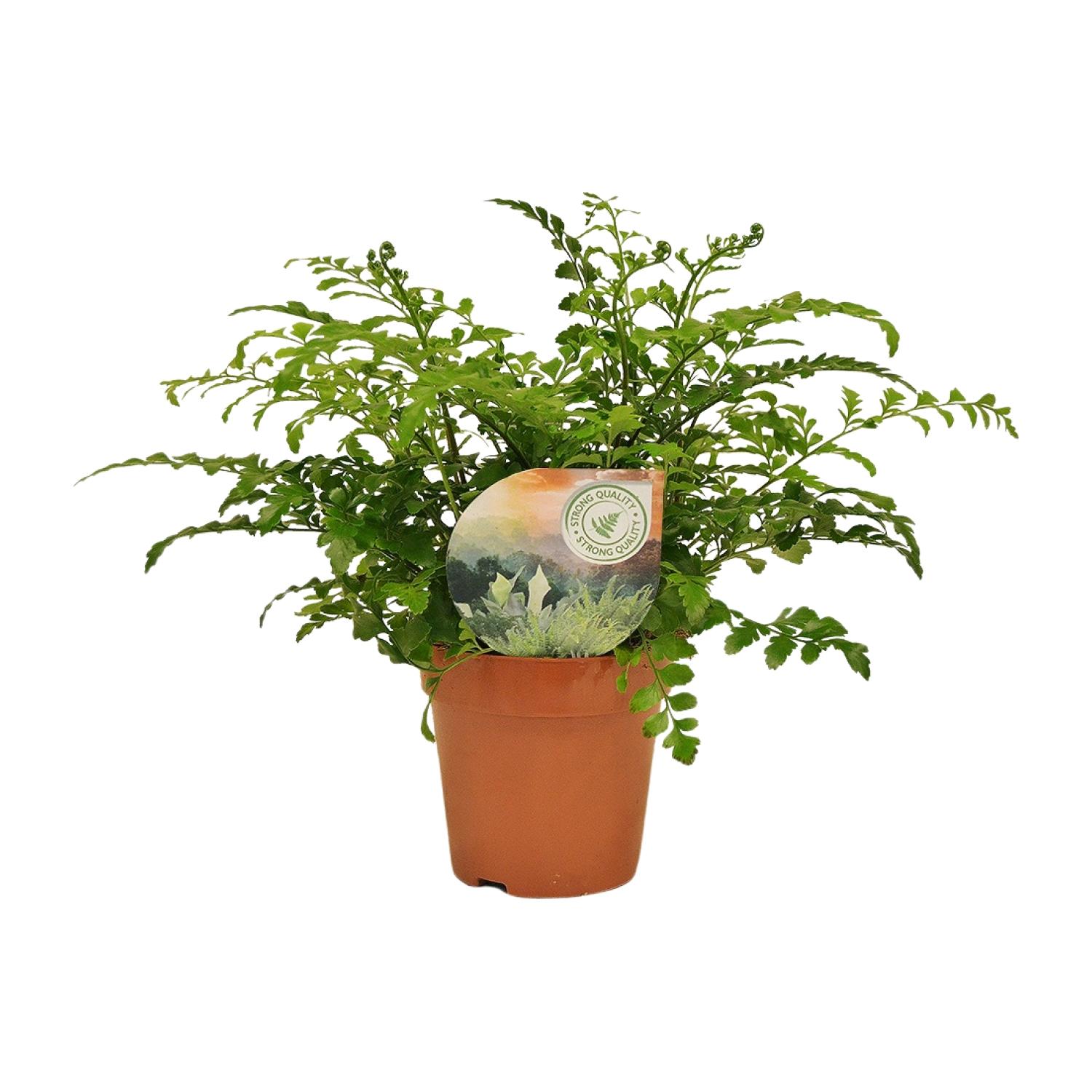 Asplenium Parvati en pot Ø12cm  Hauteur 35cm. Plante verte type Asplenium Parvati, livrée en pot, idéale pour intérieur lumineux.