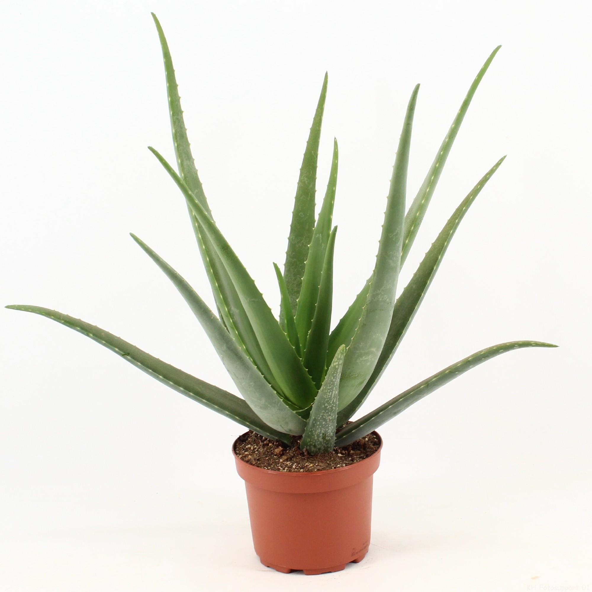 Aloe Vera en pot Ø19cm  Hauteur 70cm. Plante verte type Aloe Vera, livrée en pot, idéale pour intérieur lumineux.