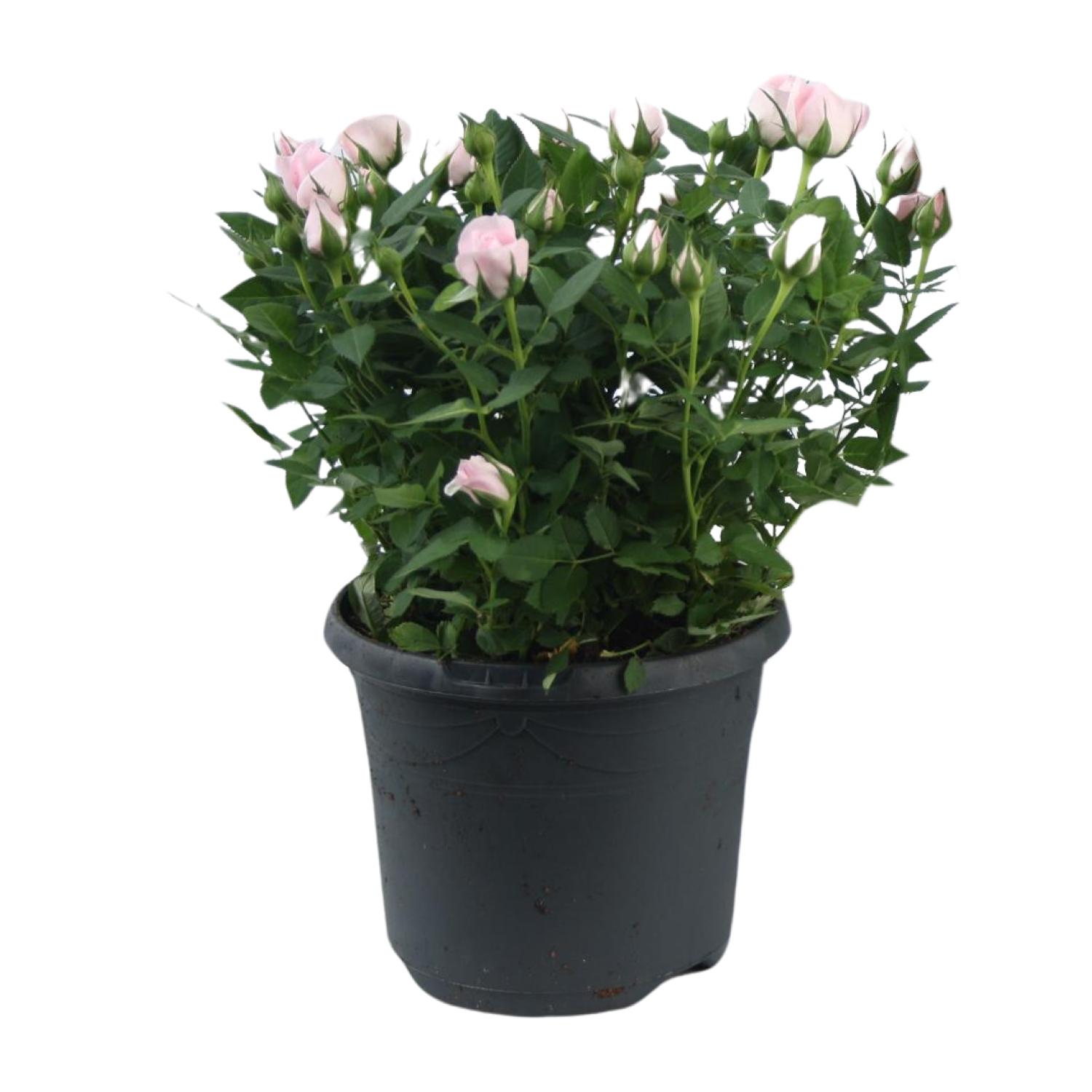 Rosa Jewel Patio Baby en pot Ø17cm  Hauteur 30cm. Plante verte type Rosa Jewel Patio Baby, livrée en pot, idéale pour intérieur lumineux.