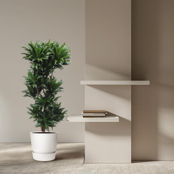 Dracaena Compacta en pot Ø30cm. Plante verte type Dracaena Compacta, livrée en pot, idéale pour intérieur lumineux. – Image 4