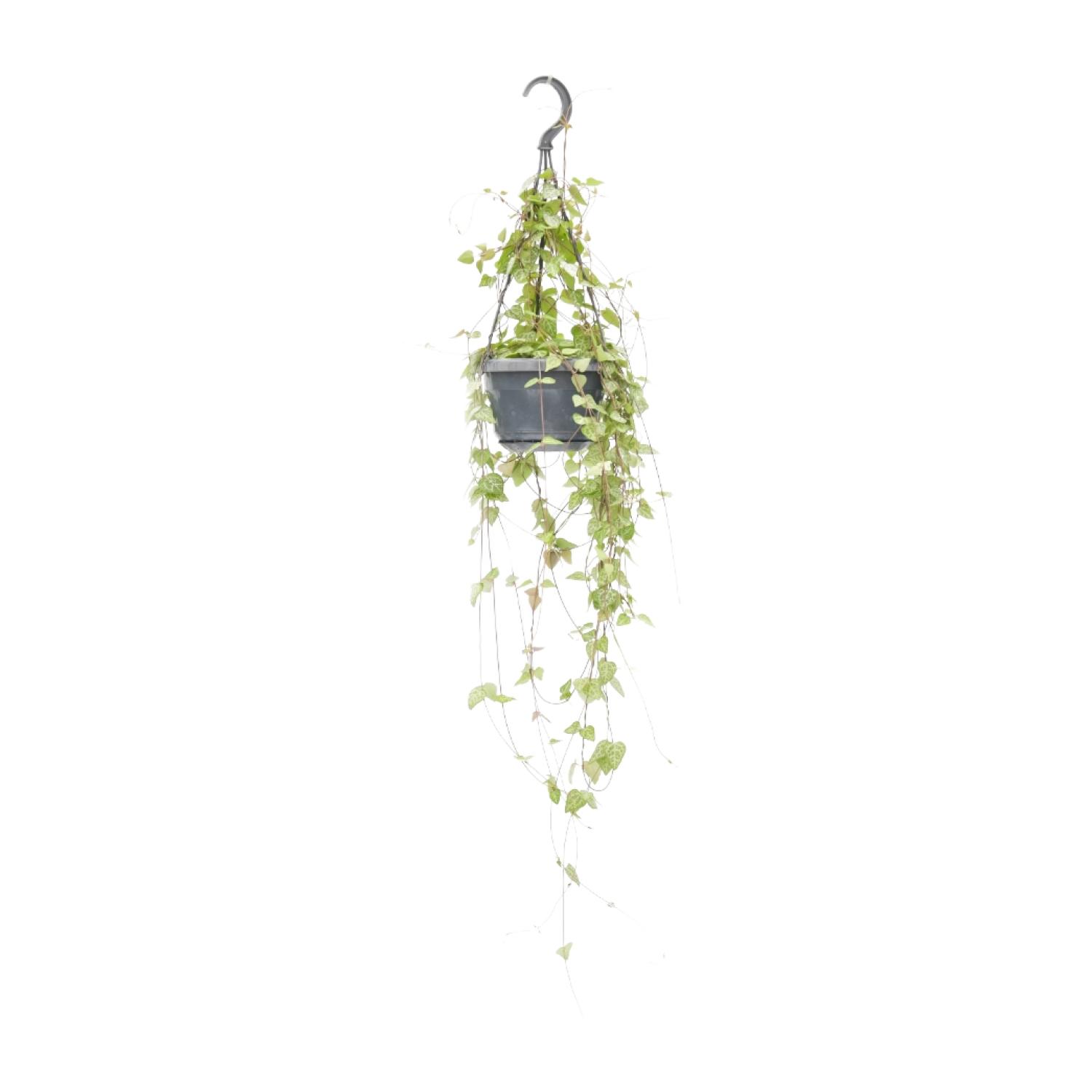 Ceropegia Linearis 'Iris' en pot Ø14cm  Hauteur 38cm. Plante verte type Ceropegia Linearis 'Iris', livrée en pot, idéale pour intérieur lumineux.