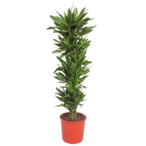 Dracaena Golden Coast en pot Ø34cm. Plante verte type Dracaena Golden Coast, livrée en pot, idéale pour intérieur lumineux.