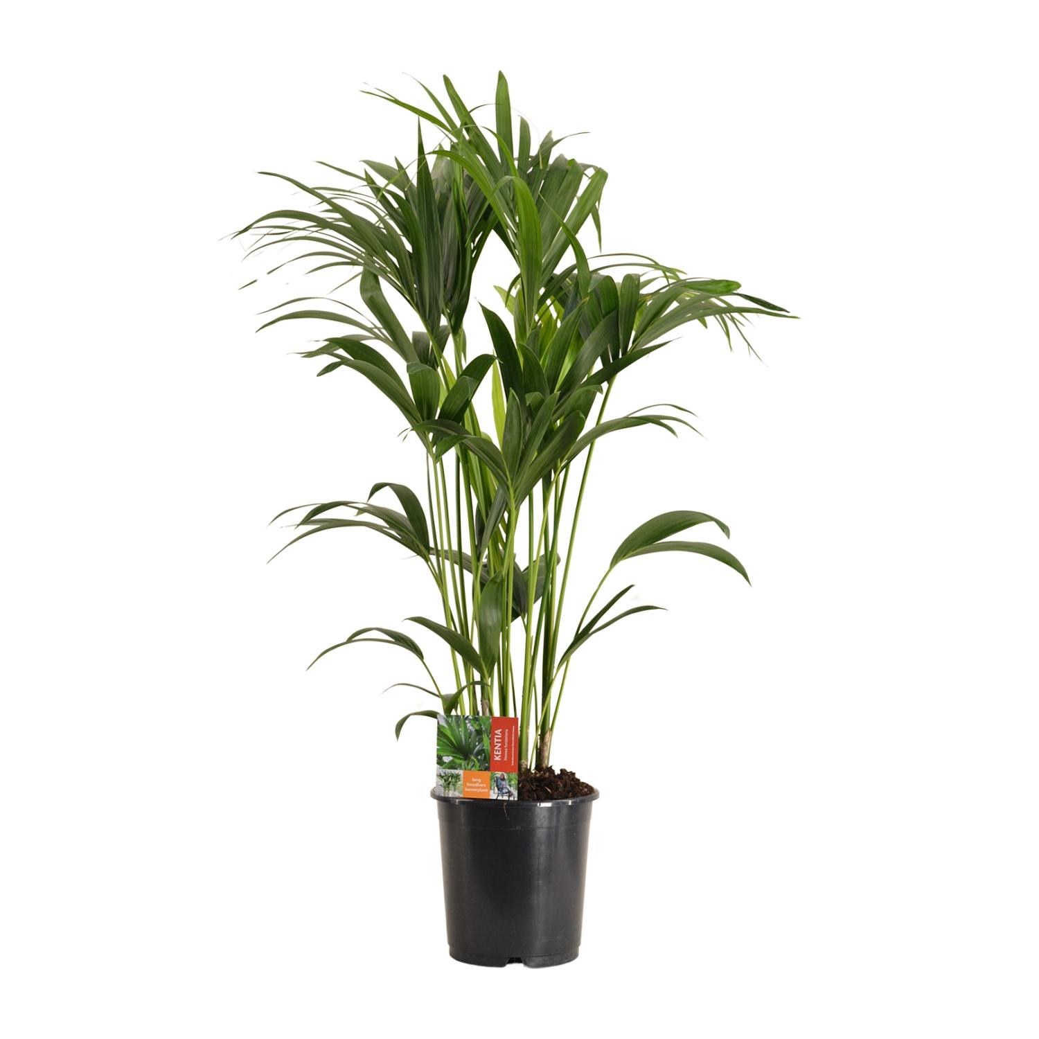 Howea Forsteriana en pot Ø24cm  Hauteur 120cm. Plante verte type Howea Forsteriana, livrée en pot, idéale pour intérieur lumineux.