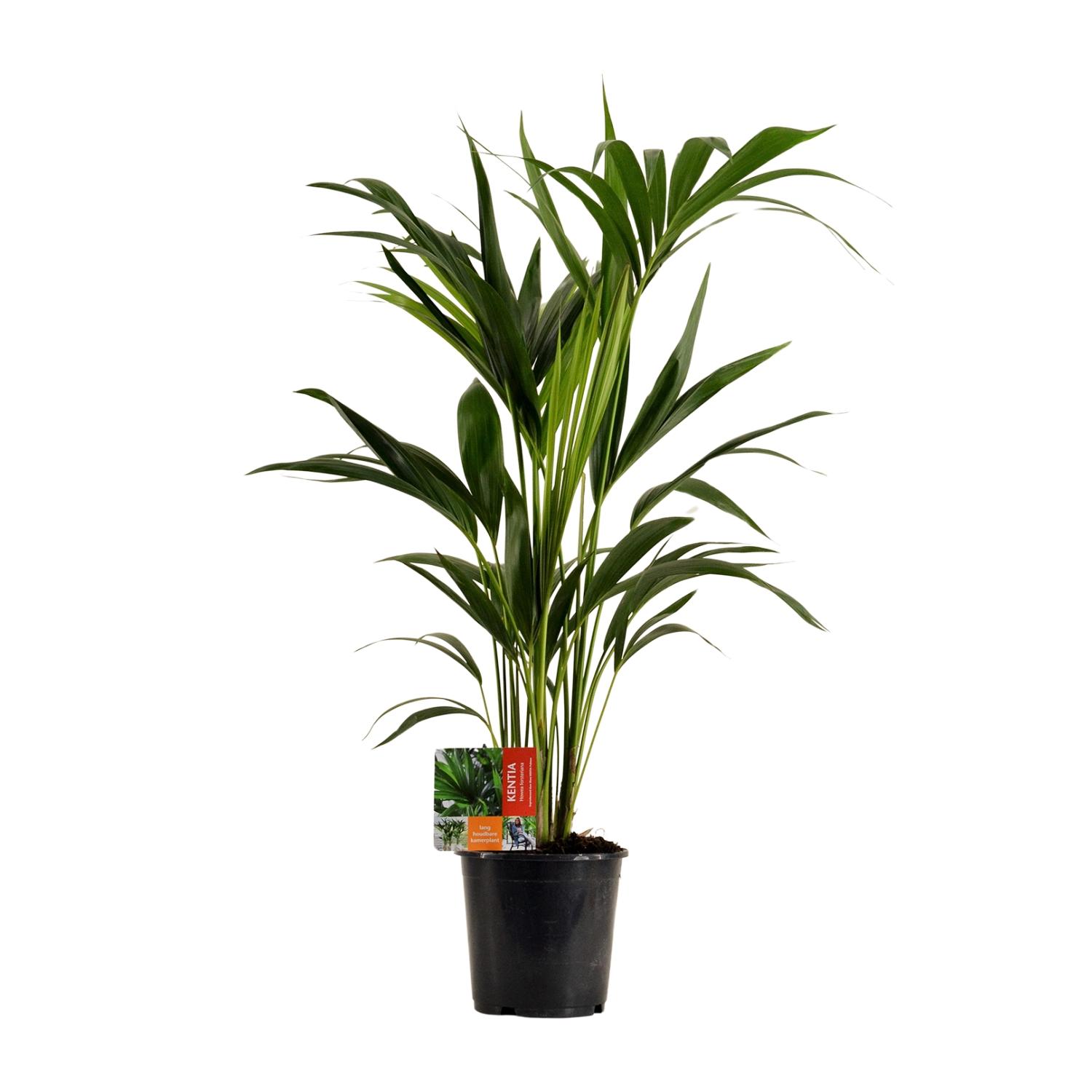 Howea Forsteriana en pot Ø19cm  Hauteur 100cm. Plante verte type Howea Forsteriana, livrée en pot, idéale pour intérieur lumineux.