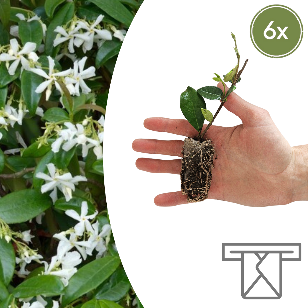 Trachelospermum jasminoides  6 Pluggen | Kweek & Geniet van de Geurige Sterjasmijn en pot. Plante verte type Trachelospermum jasminoides  6 Pluggen | Kweek & Geniet van de Geurige Sterjasmijn, livrée en pot, idéale pour intérieur lumineux.