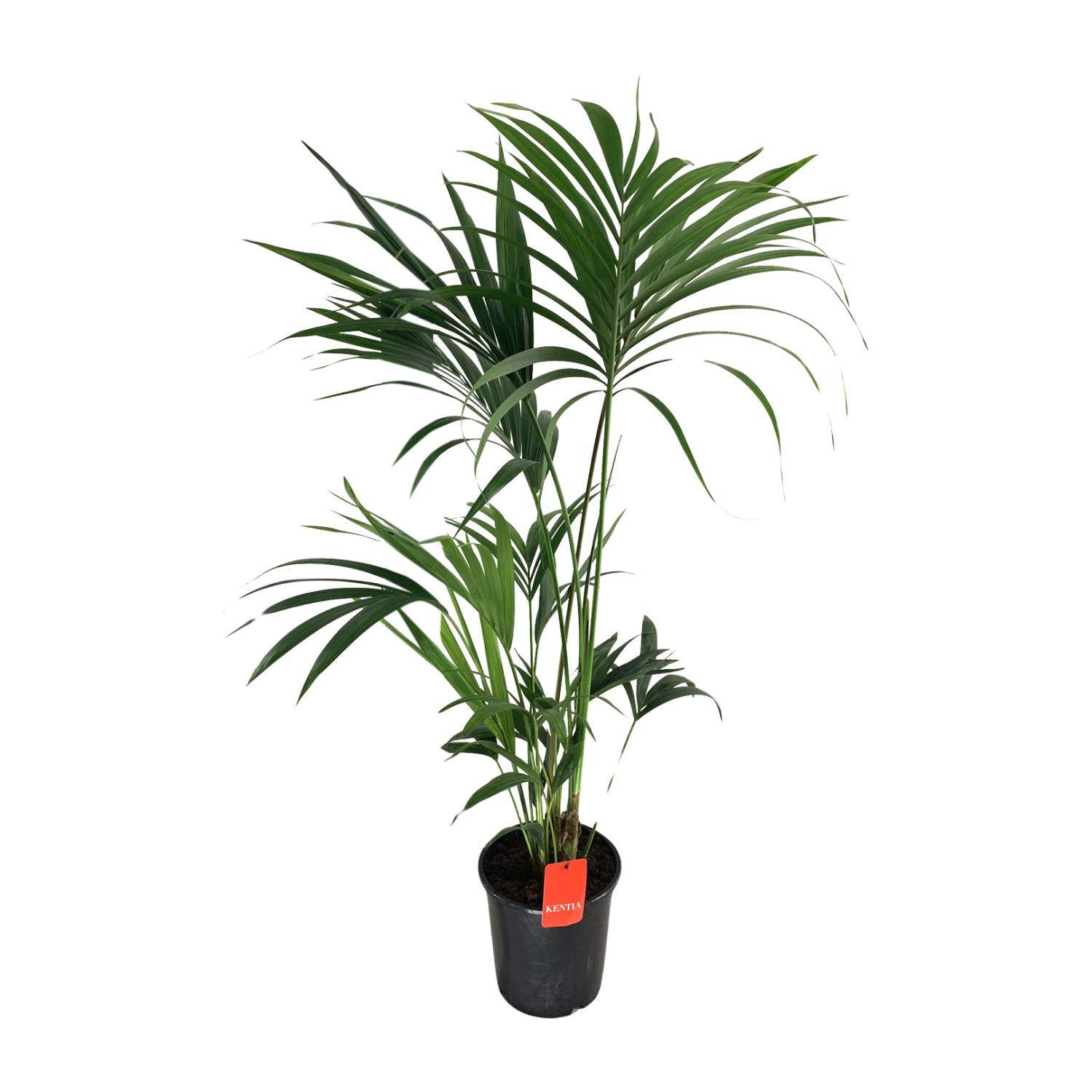 Howea Forsteriana en pot Ø24cm  Hauteur 130cm. Plante verte type Howea Forsteriana, livrée en pot, idéale pour intérieur lumineux.