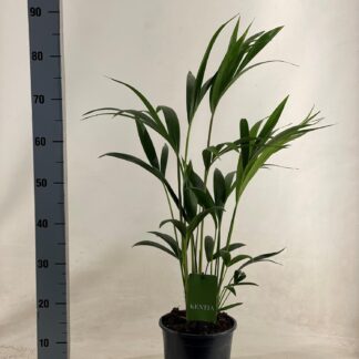 Howea Forsteriana en pot Ø19cm  Hauteur 90cm. Plante verte type Howea Forsteriana, livrée en pot, idéale pour intérieur lumineux.