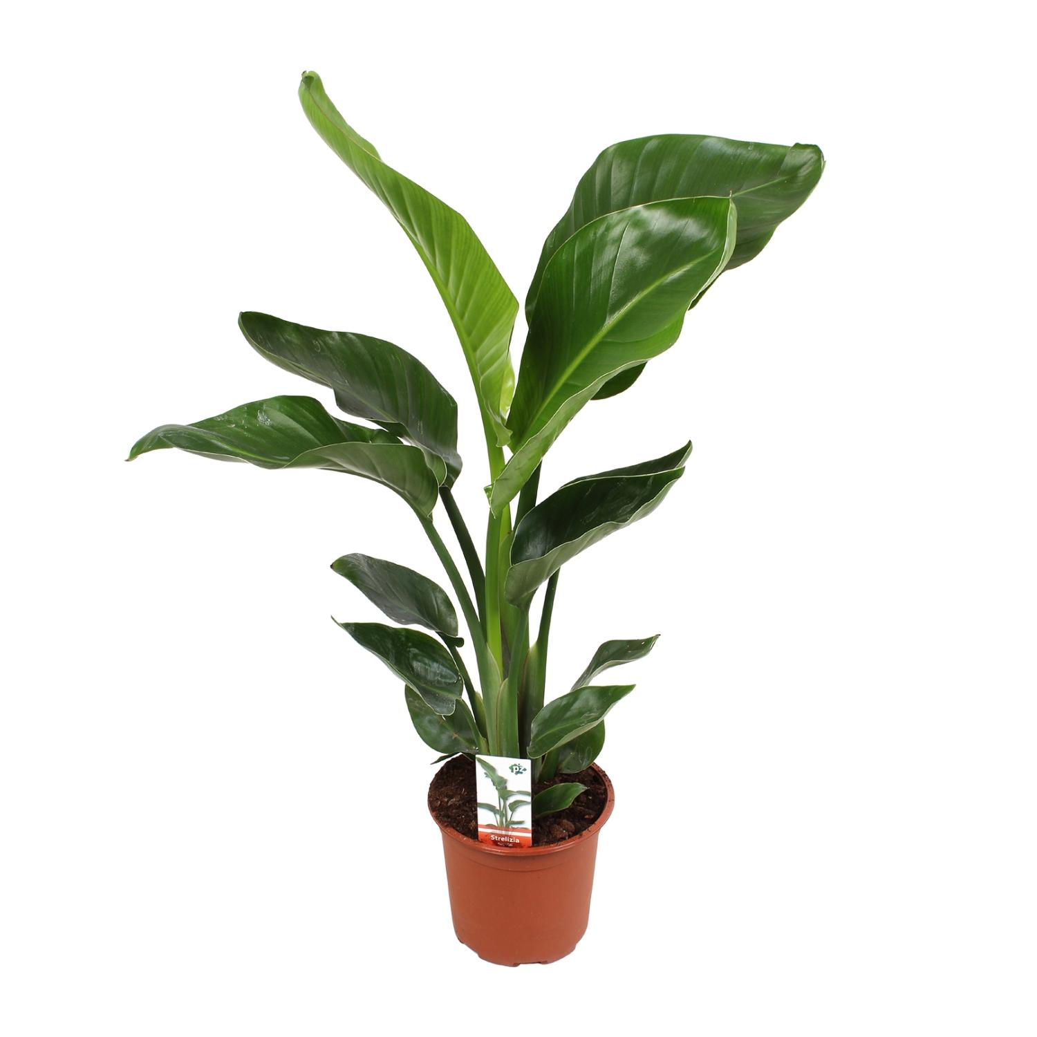 Strelitzia Nicolai en pot Ø17cm  Hauteur 70cm. Plante verte type Strelitzia Nicolai, livrée en pot, idéale pour intérieur lumineux.