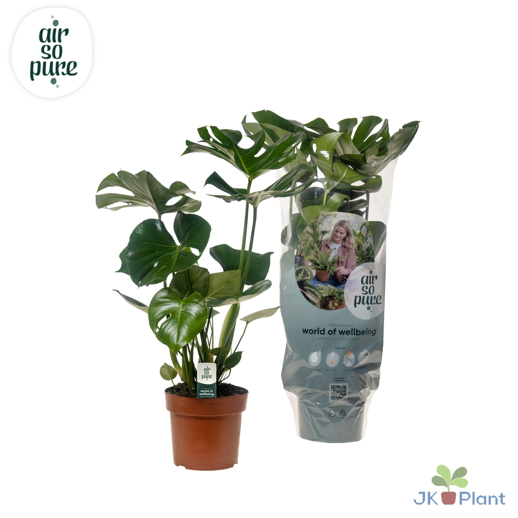 Monstera Deliciosa en pot Ø17cm  Hauteur 55cm. Plante verte type Monstera Deliciosa, livrée en pot, idéale pour intérieur lumineux.
