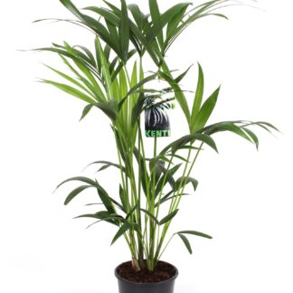 Howea Forsteriana en pot Ø19cm  Hauteur 80cm. Plante verte type Howea Forsteriana, livrée en pot, idéale pour intérieur lumineux.